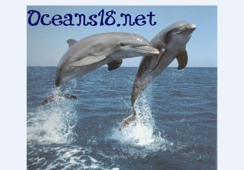 oceans18.net thumbnail